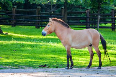 Przewalskis at Hayvanat Bahçesi yeşil çimenlerin üzerinde
