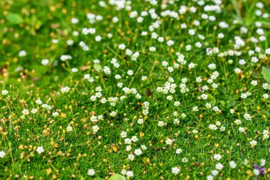 Heath pearlwort çim veya Sagina subulata