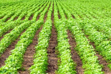 Gündöndü veya ayçiçeği lahanası ile eğe