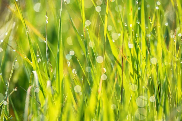 绿草和清晨的露珠滴 — 图库照片