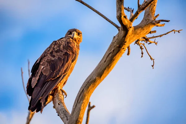 Steppe eagle or Aquila nipalensis sits on a tree — Stock Photo, Image
