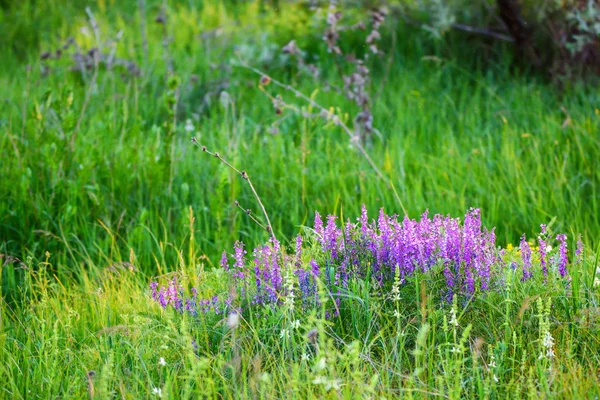Kwitnąca wąskolistny Vicia w zielonej trawie — Zdjęcie stockowe