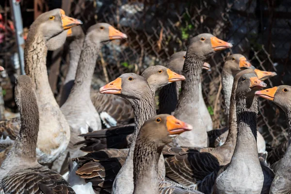 Domestic geese on traditional farm — Stock Photo, Image