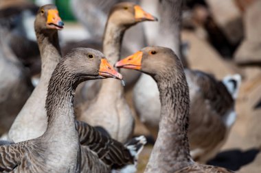 Yerli kaz geleneksel çiftlikte