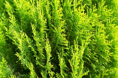 Close up green leaves of Thuja Trees clipart