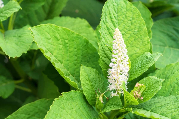 Potamot indien ou Phytolacca acinosa — Photo