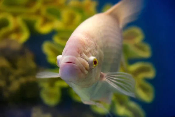 Närbild Gourami- eller Trichogaster trichopterus — Stockfoto