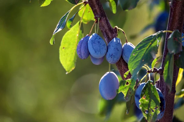 Wild plum fruit grow on branch — Stock Photo, Image