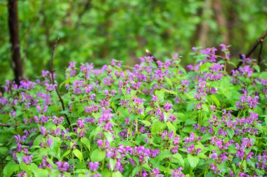 Çiçek açması Lamium purpureum