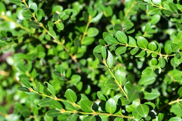 Fermer les feuilles de buxus vert — Photo