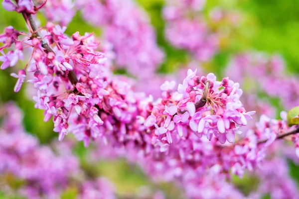 Menekşe çiçek açması Cercis siliquastrum yakın çekim