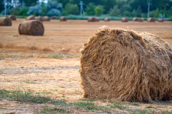 Schattige eendjes rusten op de grond — Stockfoto