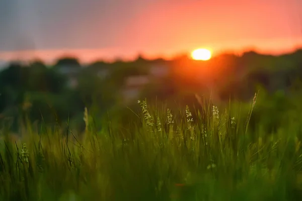 Sonnenuntergangslandschaft mit blühenden Wildblumen — Stockfoto