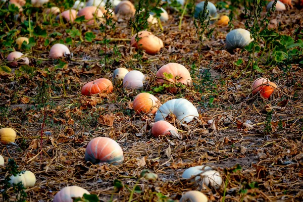 Archivado con calabazas — Foto de Stock