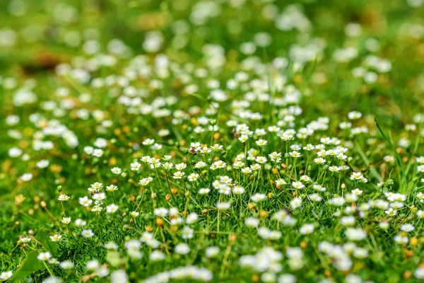 Heath pearlwort çim veya Sagina subulata