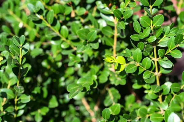 Fermer les feuilles de buxus vert — Photo