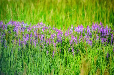 Yeşil çimen çiçek açması Vicia tenuifolia