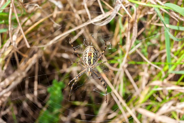 WASP spider i jego sieci web — Zdjęcie stockowe