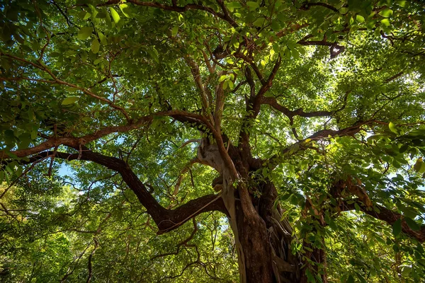 Corona de árbol tropical — Foto de Stock