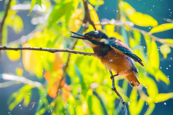 Kingfisher or Alcedo atthis perches on branch — Stock Photo, Image