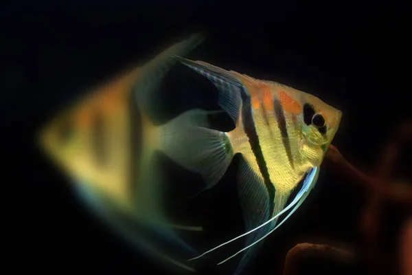 Poisson-ange d'eau douce ou Pterophyllum scalare — Photo