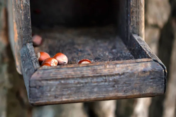 Wooden bird feeder with hazelnuts — Stock Photo, Image