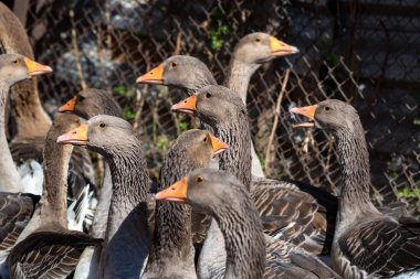 Yerli kaz geleneksel çiftlikte