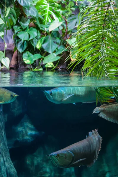 Prata Arowana ou Osteoglossum bicirrhosum no tanque — Fotografia de Stock