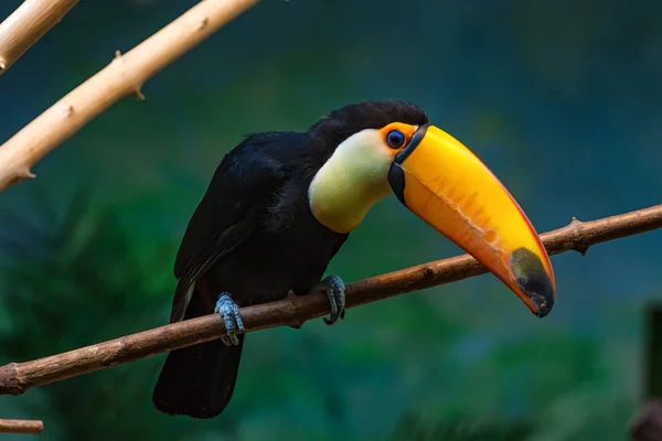 Toco toucan veya Ramphastos toco dalda oturur — Stok fotoğraf