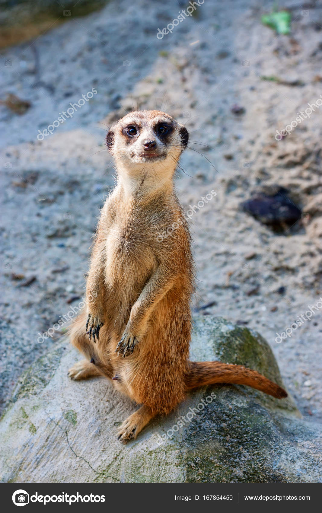 Fotos: un suricato | Suricato o Suricata Suricatta — Foto de stock