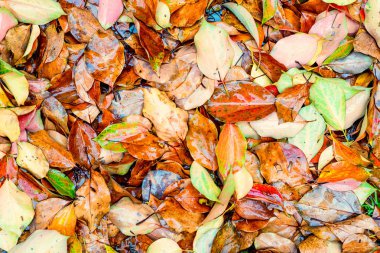 Sarı ve kırmızı yaprakları ile sonbahar arka plan