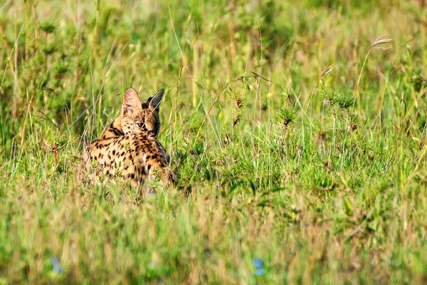 Serengeti Savannah serval yaban kedisi — Stok fotoğraf