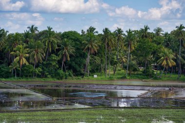 Sri Lanka pirinç bitkileri alanlarla