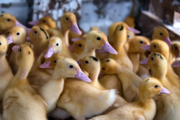 Cute ducklings rest on the ground — Stock Photo, Image