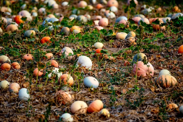 Archivado con calabazas — Foto de Stock