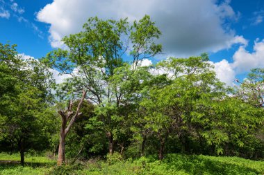 Srilankan dağ orman manzaralı görünüm