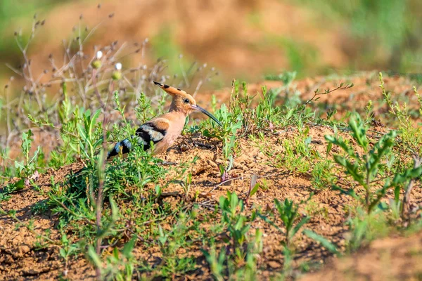 Ortak ibibik veya bozkır Upupa epops — Stok fotoğraf