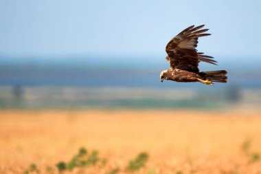 Batı marsh harrier veya sirk aeruginosus