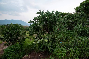 Srilankan dağ orman manzaralı görünüm
