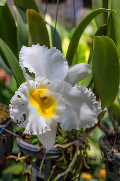 Красивая белая и желтая орхидея — стоковое фото