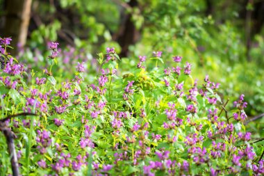 Çiçek açması Lamium purpureum