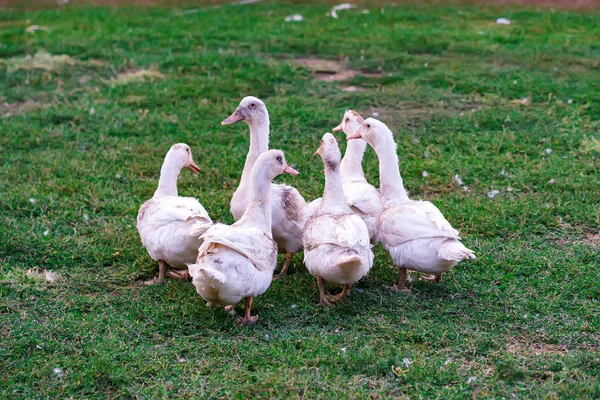 Fowl-run with white domestic ducks on a farm — Stock Photo, Image