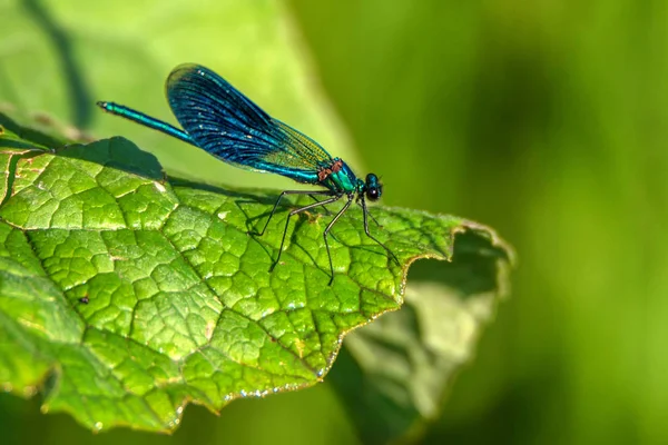 Male banded demoiselle on green leaf — Stock Photo, Image