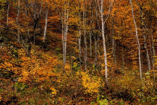 Schilderachtige landschap herfst bos — Stockfoto