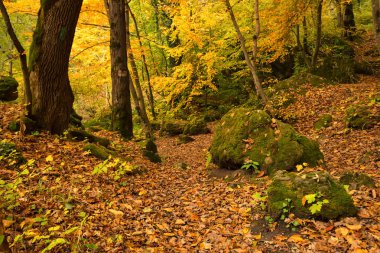 Doğal peyzaj sonbahar orman