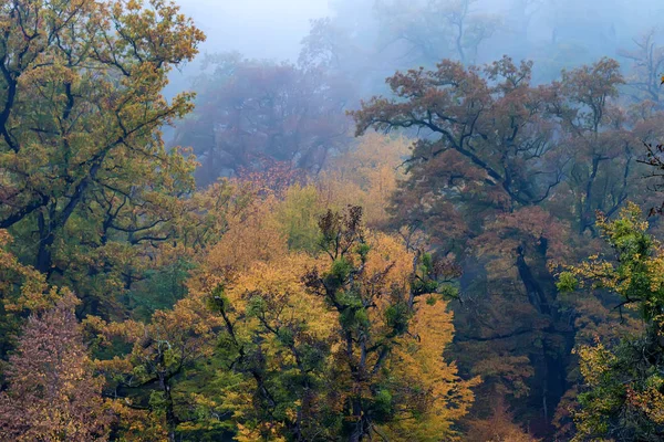 Doğal peyzaj sonbahar orman
