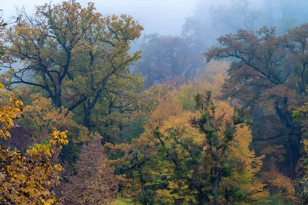 Мальовничий пейзаж осіннього лісу — стокове фото