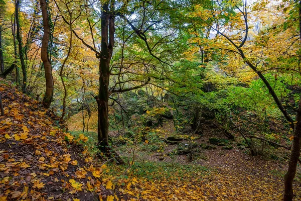 Malowniczy krajobraz jesienny Las — Zdjęcie stockowe