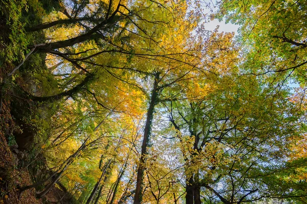 Schilderachtige landschap herfst bos — Stockfoto