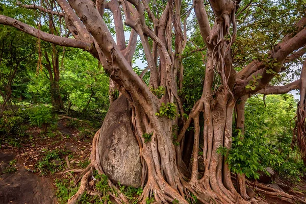 Μεγάλες ρίζες πάνω από την επιφάνεια και τον κορμό στη ζούγκλα — Φωτογραφία Αρχείου